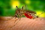 EE.UU. alerta de amenaza de dengue en el país tras dispararse los casos en el mundo EE.UU. alerta de amenaza de dengue en el país tras dispararse los casos en el mundo