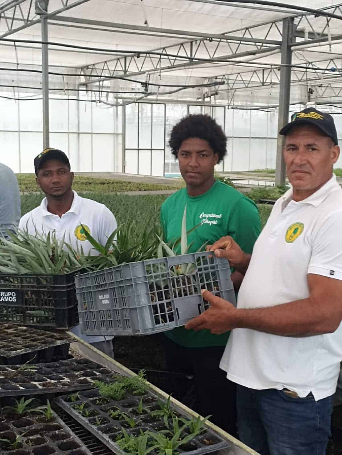 Coopisar recibió de 4,000 hijuelos de piña.