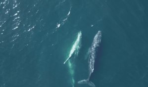 Un espect&aacute;culo de danza: turistas se deleitan con las ballenas en R&iacute;o