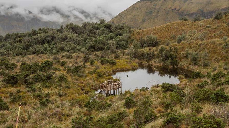 Estudio revela la riqueza de los líquenes en los páramos de Ecuador