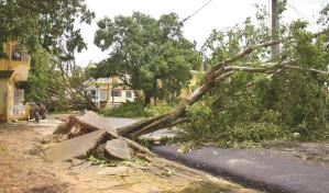 Dominicanos priorizan restaurar la naturaleza y la protección ante los fenómenos extremos