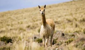 Per&uacute; realiza actividades preventivas contra la caza furtiva de vicu&ntilde;as en los Andes