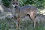 Varios lobos atacan y hieren de gravedad a una mujer en un zoo de Francia Varios lobos atacan y hieren de gravedad a una mujer en un zoo de Francia