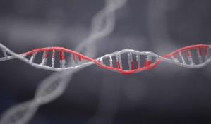 El ADN CRISPR-Cas9, permite modificar el genoma de los seres vivos