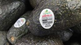 Estados Unidos reanuda operaciones para importar aguacates de M&eacute;xico