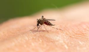 Anticuerpo monoclonal para la prevención de la malaria