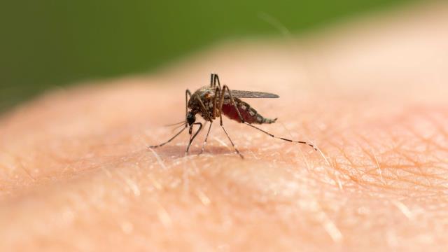 Anticuerpo monoclonal para la prevención de la malaria