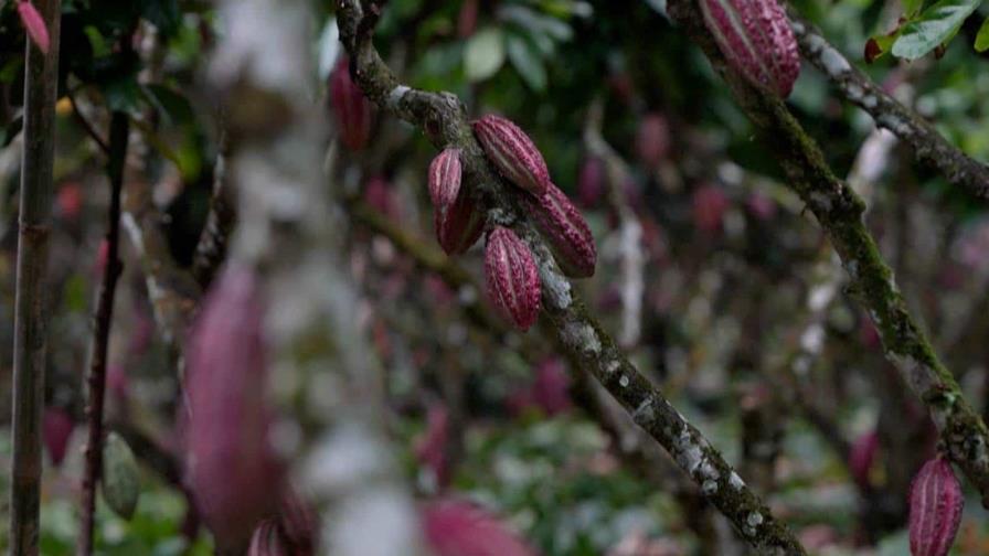 El cacao cotiza como oro en Ecuador y atrae al crimen organizado