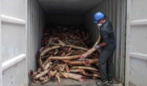 Los narcotraficantes amplían sus actividades a los delitos medioambientales