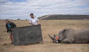 Usan material radiactivo para disuadir cazadores de rinocerontes en Sudáfrica