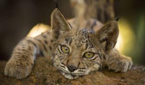 La lista de especies amenazadas crece en 1,000, aunque esfuerzos de conservación traen esperanza