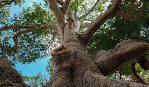 Día Mundial del Árbol: el pulmón verde del planeta tierra