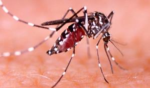 El Salvador reporta 27 niños hospitalizados por dengue, cinco de ellos en estado grave