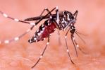 El mosquito Aedes aegypti utiliza el infrarrojo para detectar objetivos humanos El mosquito Aedes aegypti utiliza el infrarrojo para detectar objetivos humanos