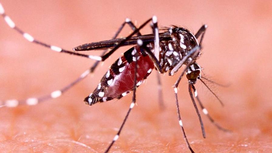 El mosquito Aedes aegypti utiliza el infrarrojo para detectar objetivos humanos