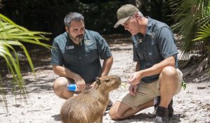 Hembra de capibara llega a zoo de Florida para aumentar poblaci&oacute;n de estos roedores sudamericanos