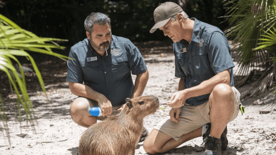 Hembra de capibara llega a zoo de Florida para aumentar población de estos roedores sudamericanos