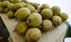 Sembrarán 500,000 plantas de castaña de masa para incrementar su producción en el país