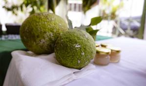 Buen pan:  de “comida para cerdos” a “superalimento” exportable para República Dominicana