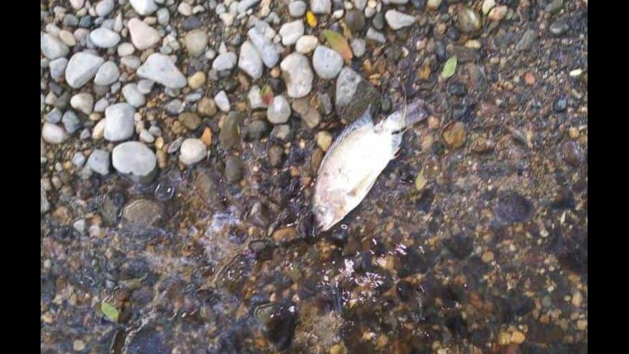 Mueren envenenadas varias especies en ríos Bajaboníco y Unijica; comunitarios piden investigación