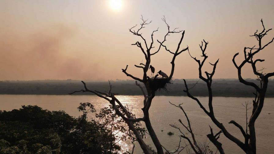 Una pareja de cigüeñas a salvo de las llamas en el Pantanal brasileño