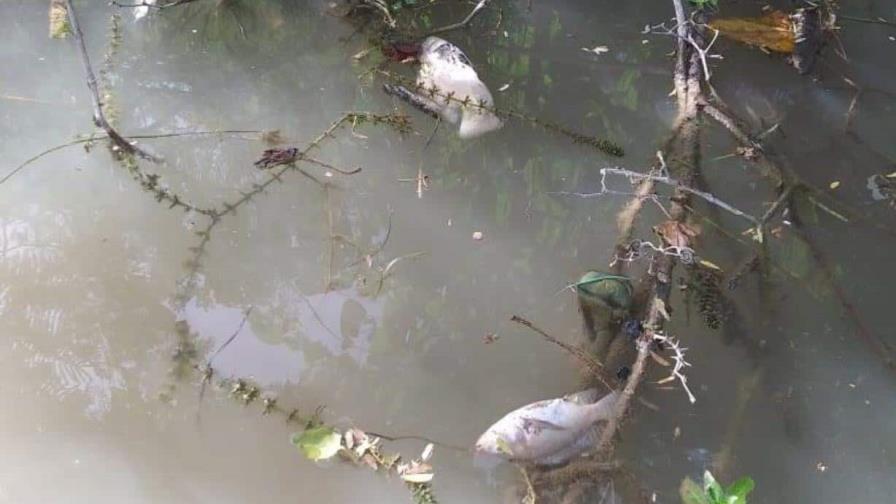 Aumento de temperatura: probable causa de muerte de peces en ríos Bajabonico y Unijica
