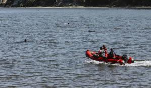 EEUU: Rescatistas buscan mantener a decenas de delfines alejados de Cape Cod tras varamiento masivo