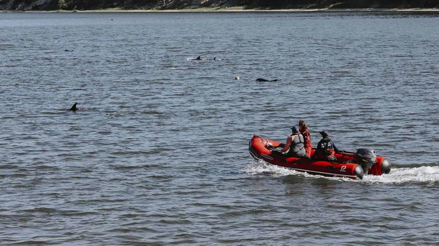 EEUU: Rescatistas buscan mantener a decenas de delfines alejados de Cape Cod tras varamiento masivo