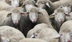 Australia aprueba el fin a la exportación de ganado ovino vivo para 2028