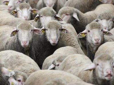 Australia aprueba fin a exportación de ganado ovino vivo para 2028