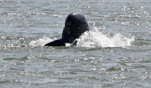 Los delfines del río Mekong en Camboya superan los 100 ejemplares