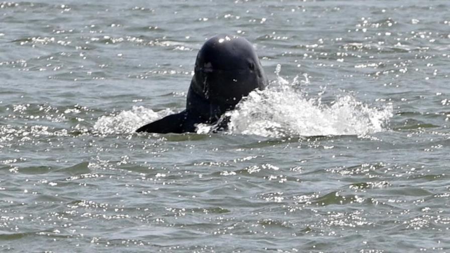 Los delfines del río Mekong en Camboya superan los 100 ejemplares