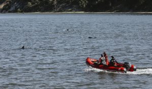 Rescatan a más de 100 delfines que encallaron cerca de Cabo Cod durante el fin de semana