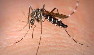 Detectan por primera vez mosquitos en Islandia