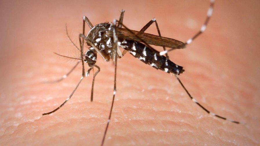 La vacuna contra la Chikunguña podrá suministrarse en Europa a partir del cuarto trimestre