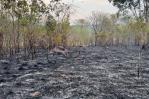 Incendios en Amazonía brasileña baten récord para un primer semestre en 20 años Incendios en Amazonía brasileña baten récord para un primer semestre en 20 años