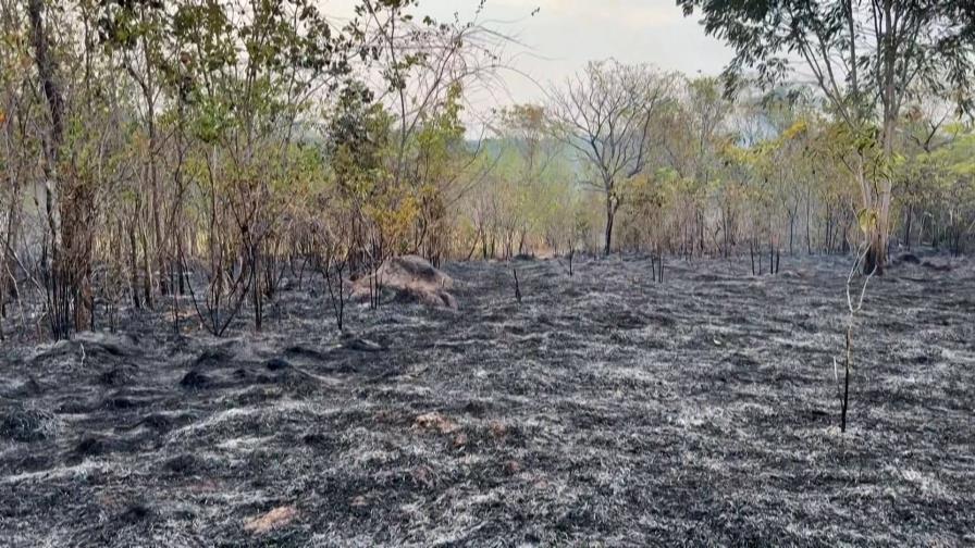 Incendios en Amazonía brasileña baten récord para un primer semestre en 20 años