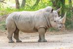 Nace en un zoo chileno la tercera cría de rinoceronte blanco de Suramérica Nace en un zoo chileno la tercera cría de rinoceronte blanco de Suramérica