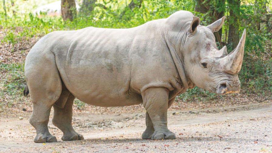 Nace en un zoo chileno la tercera cría de rinoceronte blanco de Suramérica