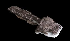 Fósiles muestran existencia de enorme depredador parecido a una salamandra antes de los dinosaurios