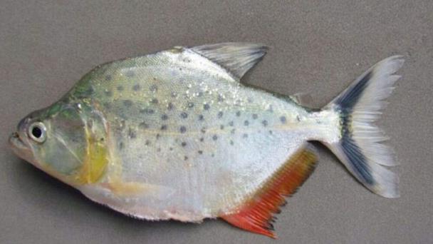 Descubren una nueva especie de piraña en Bolivia