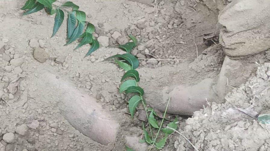 Hombre hallado enterrado en Santiago murió a causa de un golpe en la cabeza Hombre hallado enterrado en Santiago murió a causa de un golpe en la cabeza