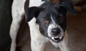 Las enfermedades zoon&oacute;ticas representan un desaf&iacute;o sanitario y econ&oacute;mico global