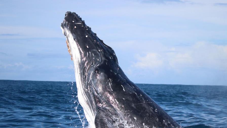 Las ballenas fueron más felices durante la pandemia de la covid, revela estudio científico