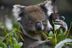 Un famoso santuario animal de Australia prohíbe abrazar a los koalas