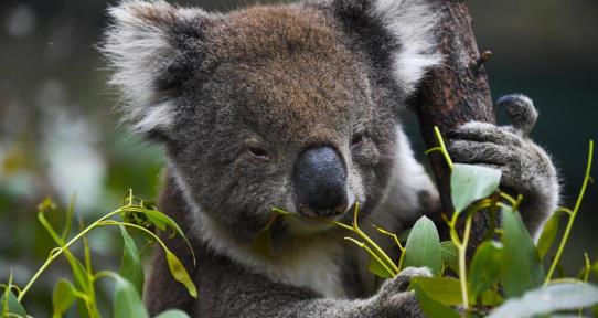 Un famoso santuario animal de Australia proh&iacute;be abrazar a los koalas