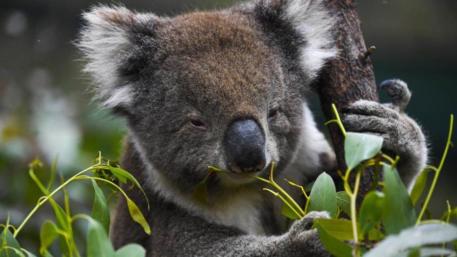 Un famoso santuario animal de Australia prohíbe abrazar a los koalas