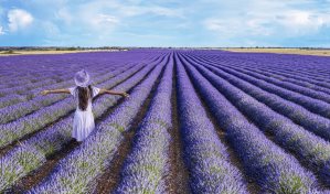 ¿Conoces los beneficios de la lavanda?