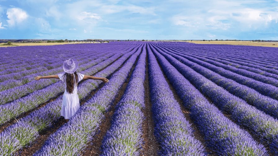 ¿Conoces los beneficios de la lavanda?