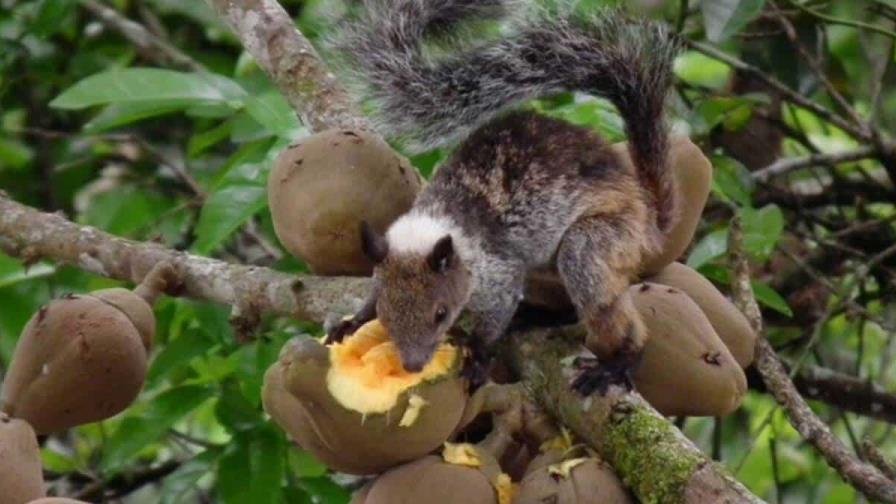 Reportan primeros casos de melanismo en especie de ardilla de los Andes de Ecuador y Perú